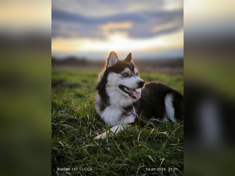 Pomsky