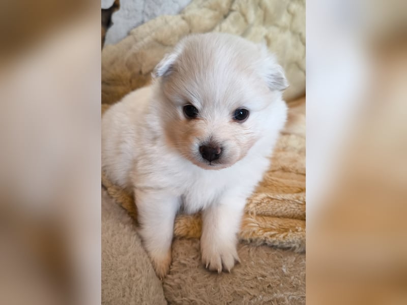 Mini Pomeranian Husky Welpen