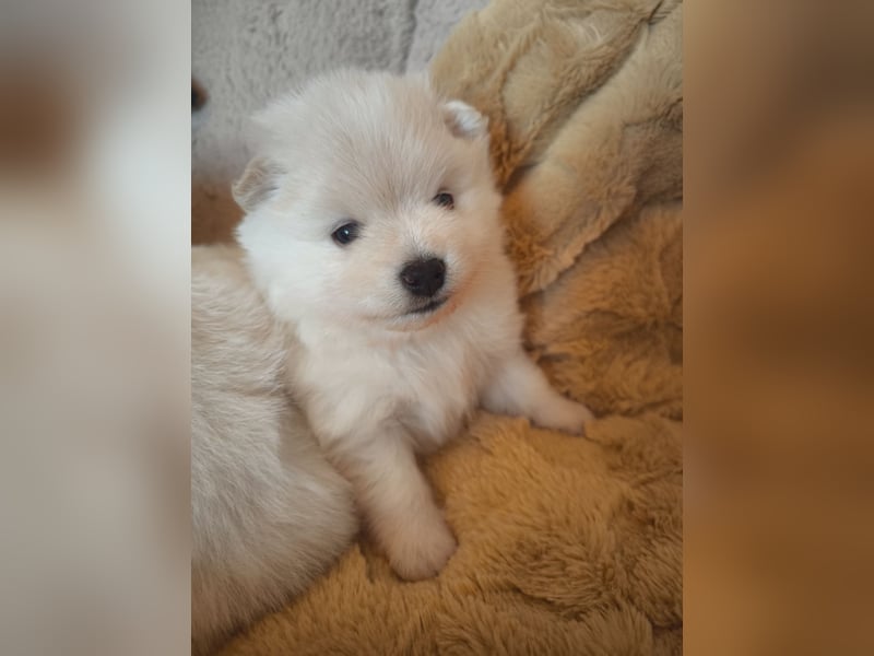 Mini Pomeranian Husky Welpen