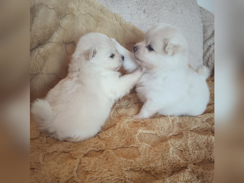 Mini Pomeranian Husky Welpen