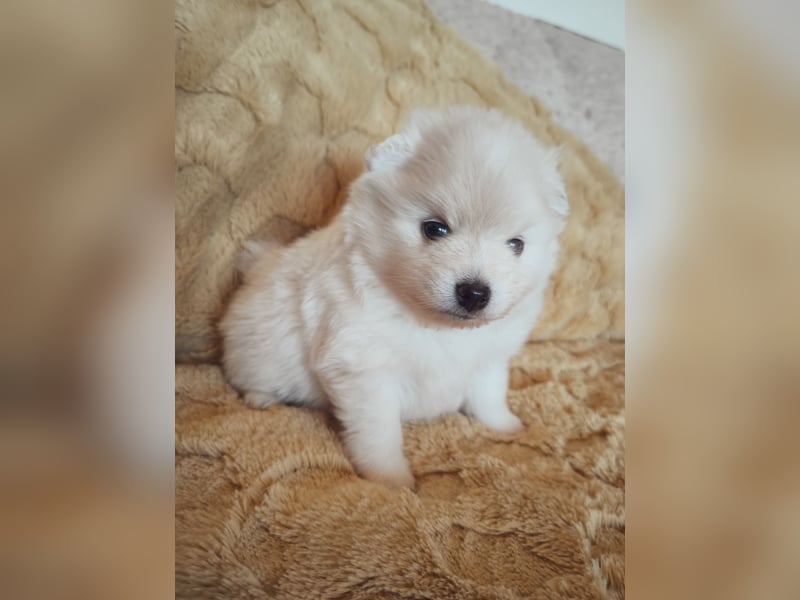 Mini Pomeranian Husky Welpen