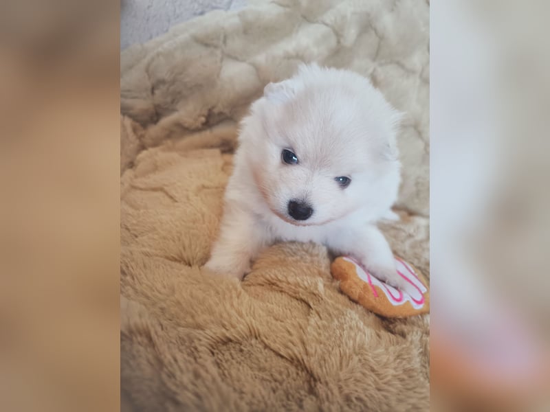 Mini Pomeranian Husky Welpen