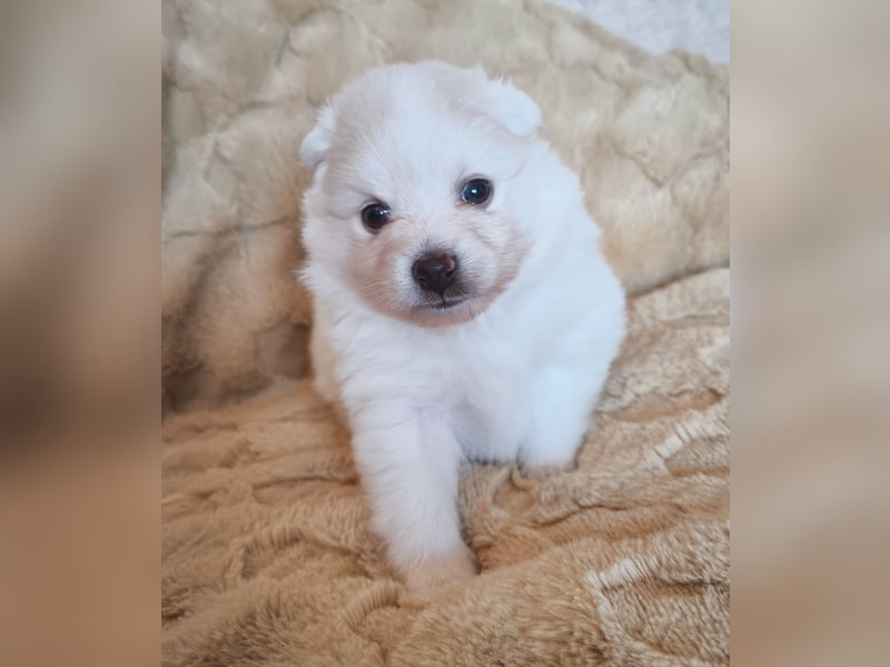 Mini Pomeranian Husky Welpen