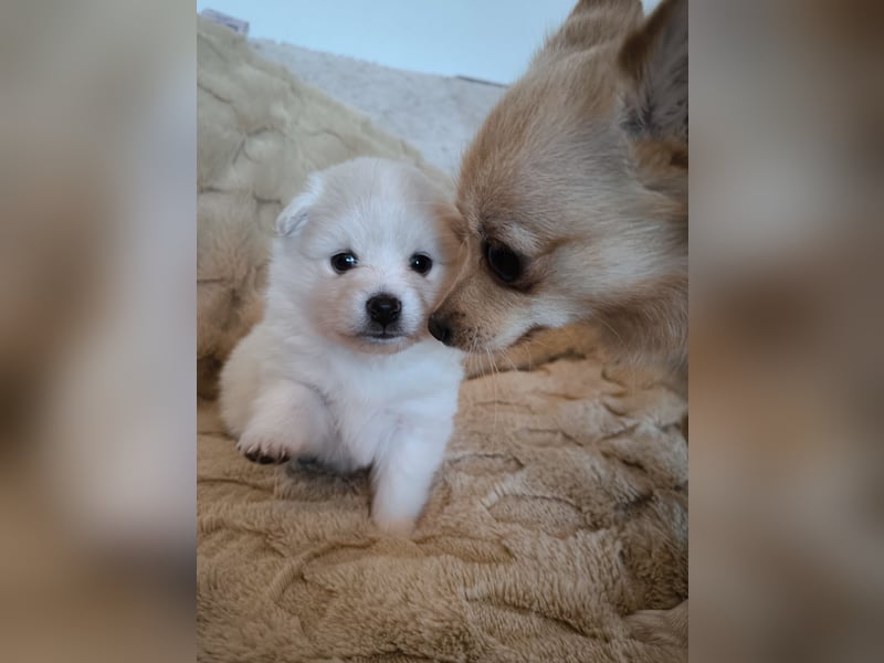 Mini Pomeranian Husky Welpen