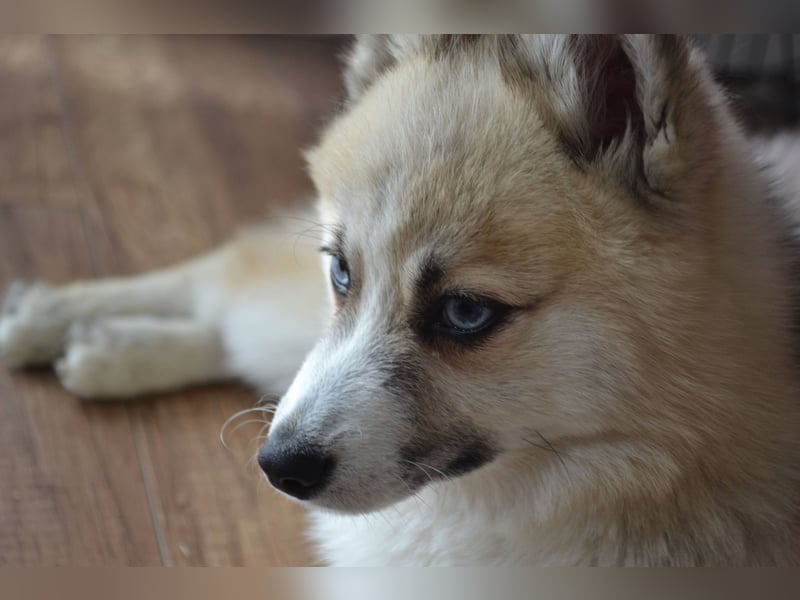Pomsky Deckrüde