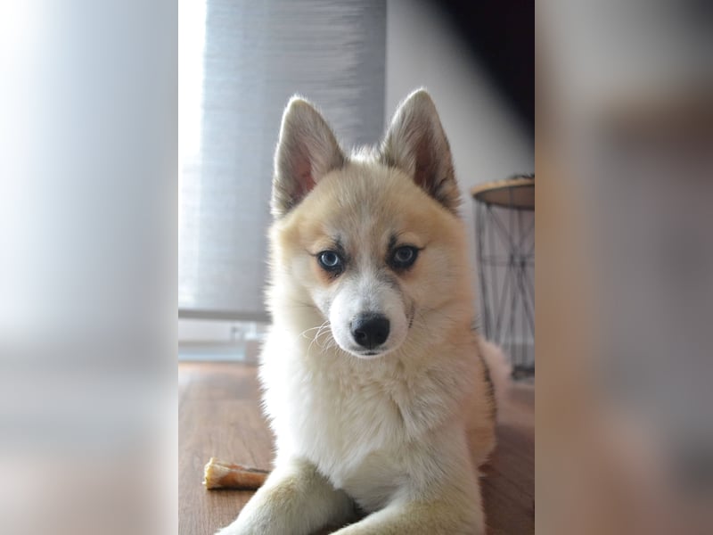 Pomsky Deckrüde
