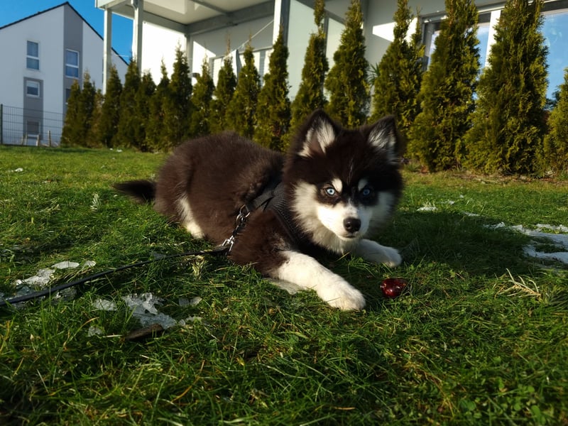 Pomsky Ein kleiner Traum in Huskyoptik