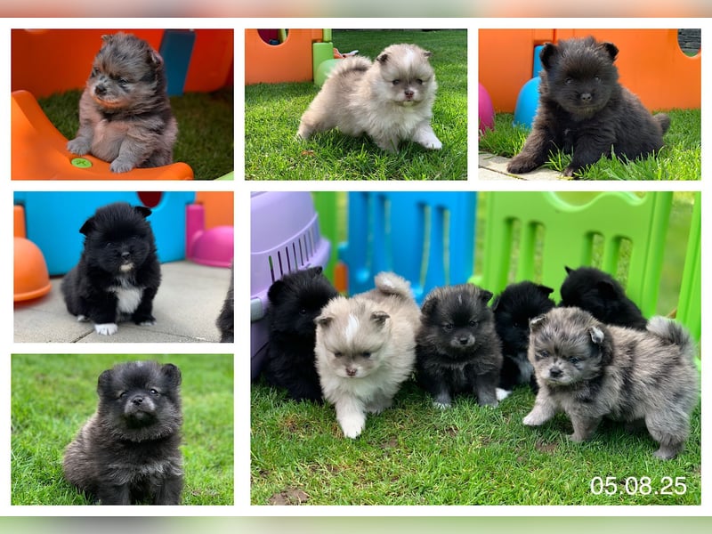 Toy und Mini Pomsky F2b Welpen (m/w)  Pomeranian Zwergspitz Minihusky