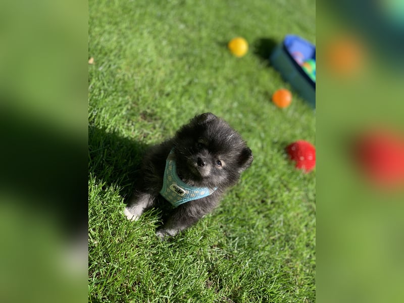 Toy und Mini Pomsky F2b Welpen (m/w)  Pomeranian Zwergspitz Minihusky