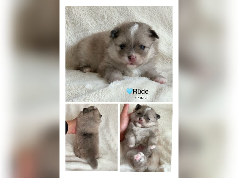 Toy und Mini Pomsky F2b Welpen (m/w)  Pomeranian Zwergspitz Minihusky