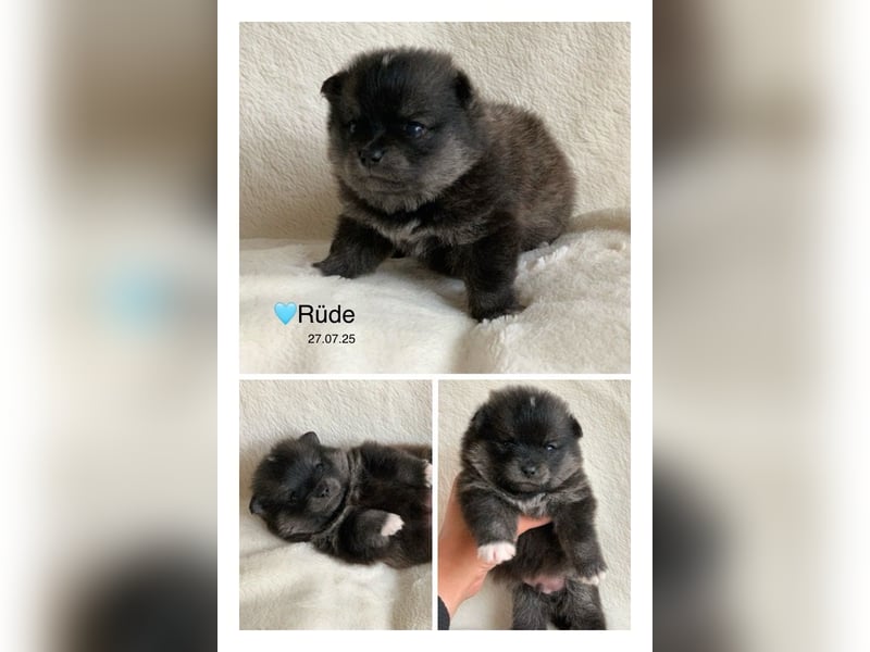 Toy und Mini Pomsky F2b Welpen (m/w)  Pomeranian Zwergspitz Minihusky