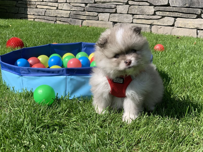 Toy und Mini Pomsky F2b Welpen (m/w)  Pomeranian Zwergspitz Minihusky