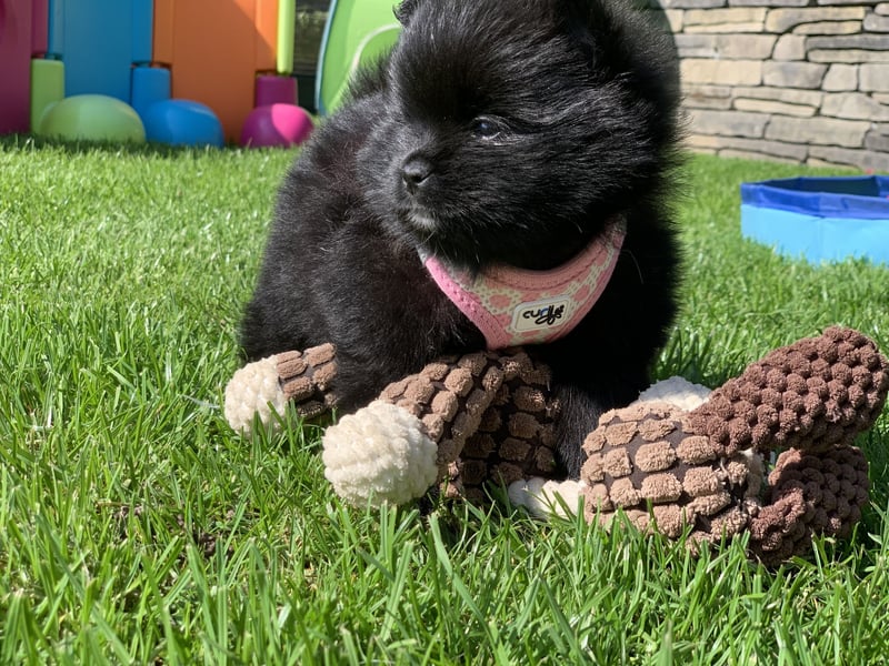 Toy und Mini Pomsky F2b Welpen (m/w)  Pomeranian Zwergspitz Minihusky