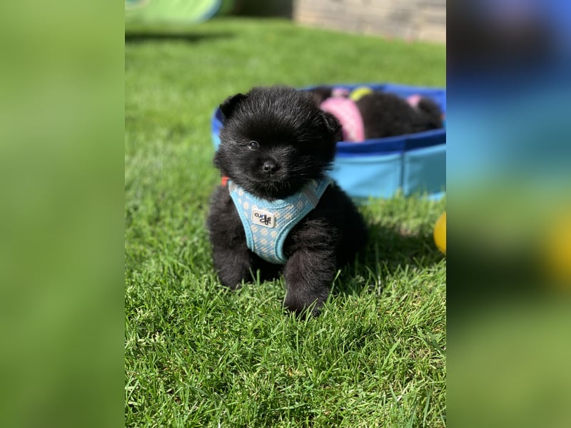 Toy und Mini Pomsky F2b Welpen (m/w)  Pomeranian Zwergspitz Minihusky