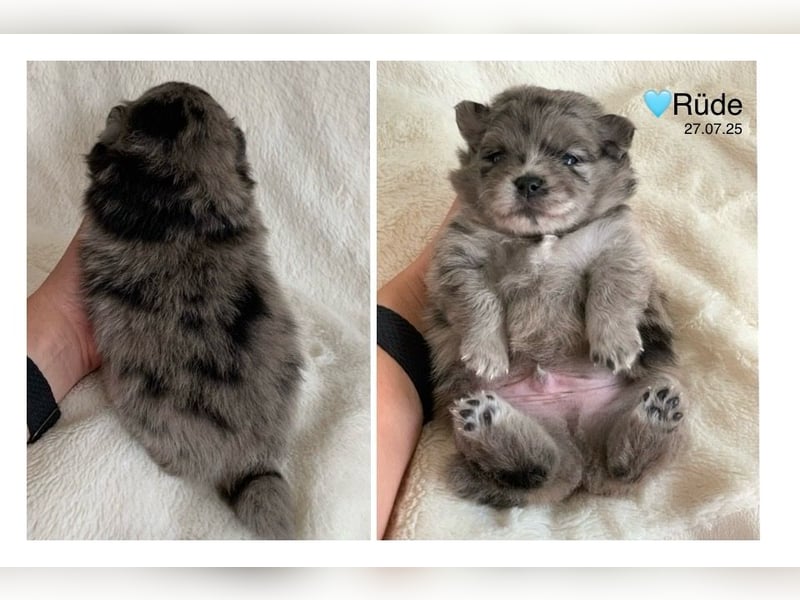 Toy und Mini Pomsky F2b Welpen (m/w)  Pomeranian Zwergspitz Minihusky