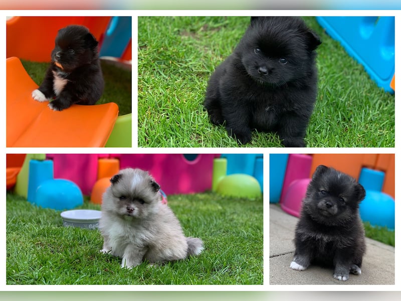 Toy und Mini Pomsky F2b Welpen (m/w)  Pomeranian Zwergspitz Minihusky