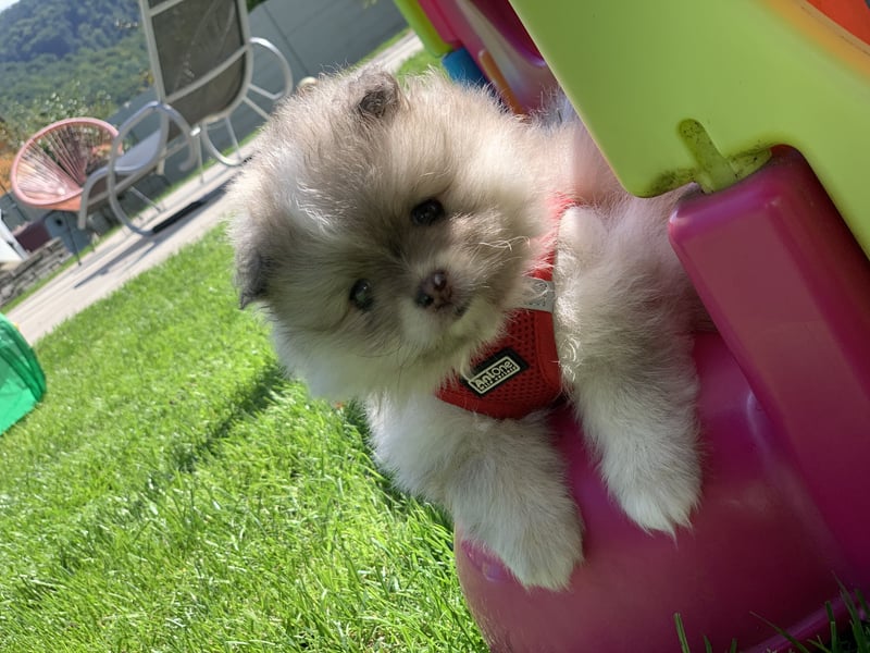 Toy und Mini Pomsky F2b Welpen (m/w)  Pomeranian Zwergspitz Minihusky