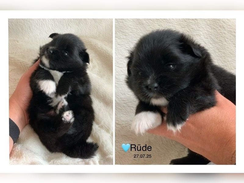 Toy und Mini Pomsky F2b Welpen (m/w)  Pomeranian Zwergspitz Minihusky