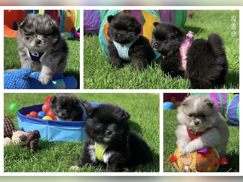 Toy und Mini Pomsky F2b Welpen (m/w)  Pomeranian Zwergspitz Minihusky