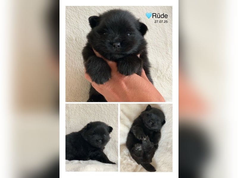 Toy und Mini Pomsky F2b Welpen (m/w)  Pomeranian Zwergspitz Minihusky