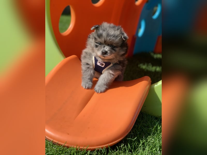 Toy und Mini Pomsky F2b Welpen (m/w)  Pomeranian Zwergspitz Minihusky