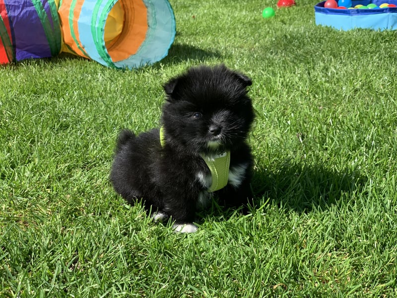 Toy und Mini Pomsky F2b Welpen (m/w)  Pomeranian Zwergspitz Minihusky