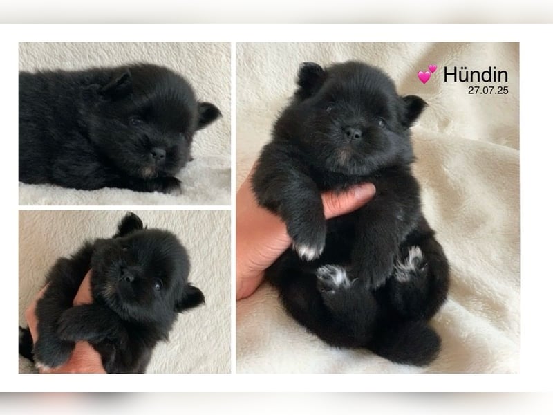 Toy und Mini Pomsky F2b Welpen (m/w)  Pomeranian Zwergspitz Minihusky