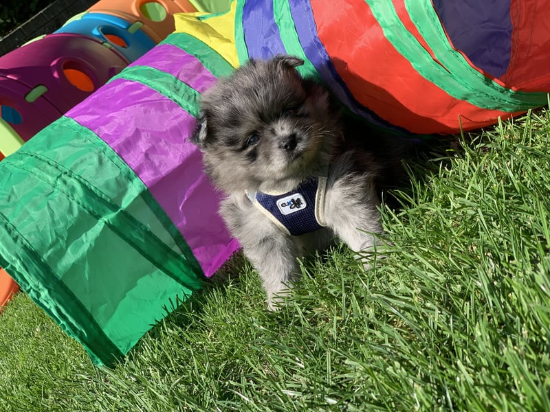 Toy und Mini Pomsky F2b Welpen (m/w)  Pomeranian Zwergspitz Minihusky