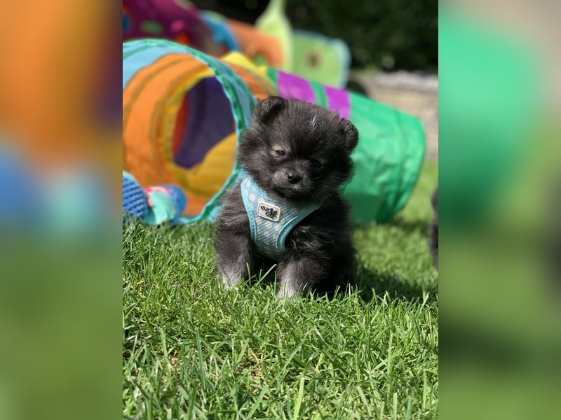 Toy und Mini Pomsky F2b Welpen (m/w)  Pomeranian Zwergspitz Minihusky