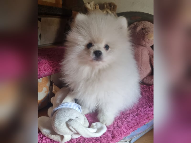 Pomsky f1bb
