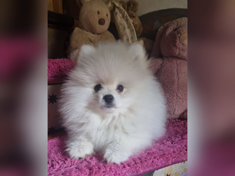 Pomsky f1bb