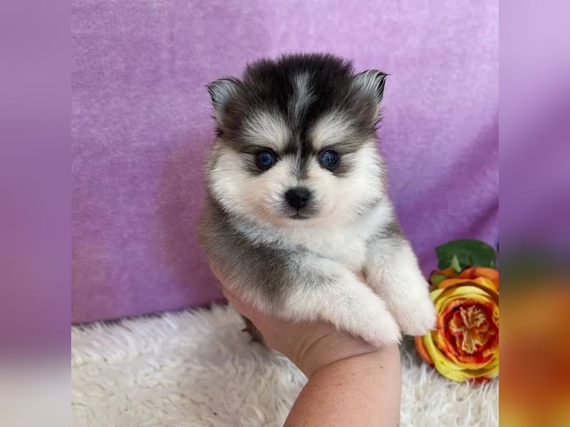 diese bezaubernden Pomsky-Welpen