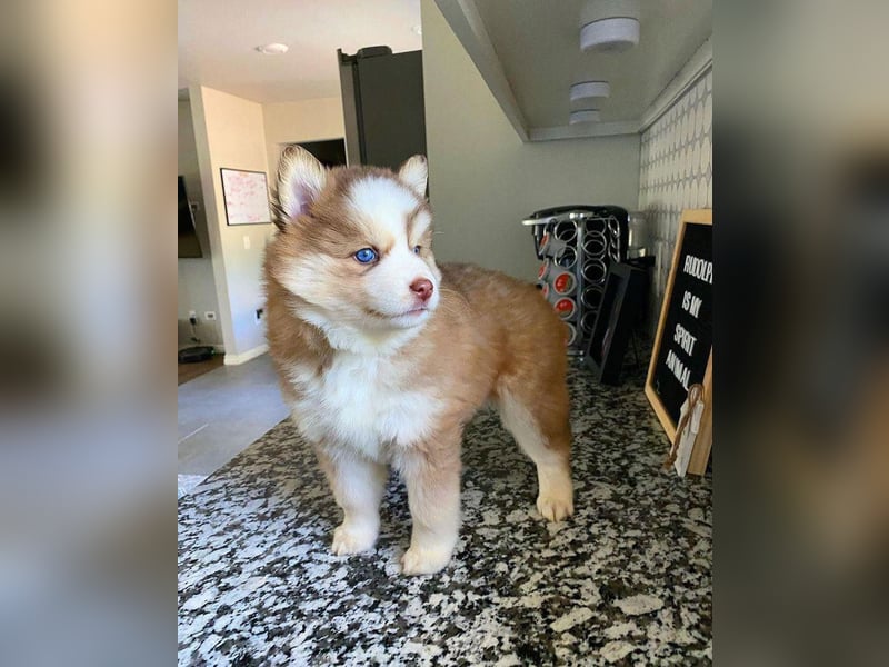 diese bezaubernden Pomsky-Welpen