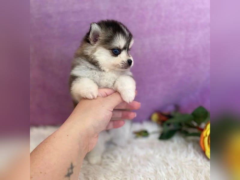 diese bezaubernden Pomsky-Welpen