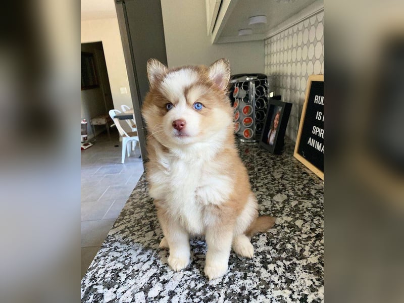 diese bezaubernden Pomsky-Welpen