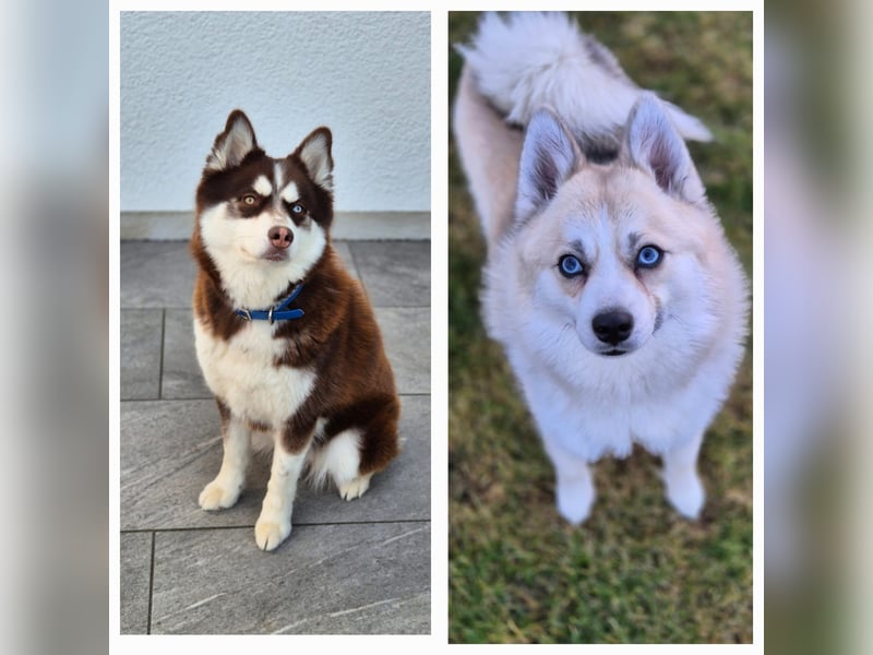 Wurfankündigung Pomskywelpen (Pomeranian x Husky)