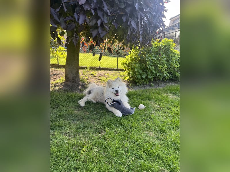 Pomsky Bruno sucht nette Freundin