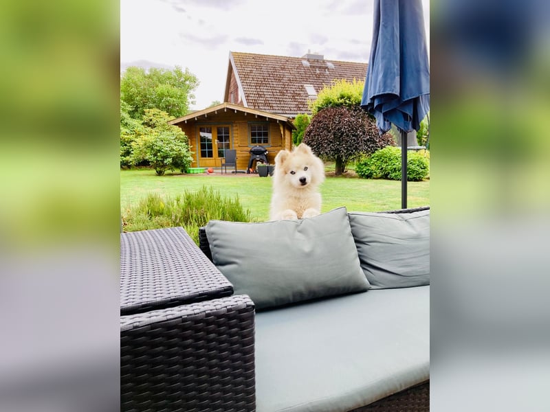 Pomsky Bruno sucht nette Freundin