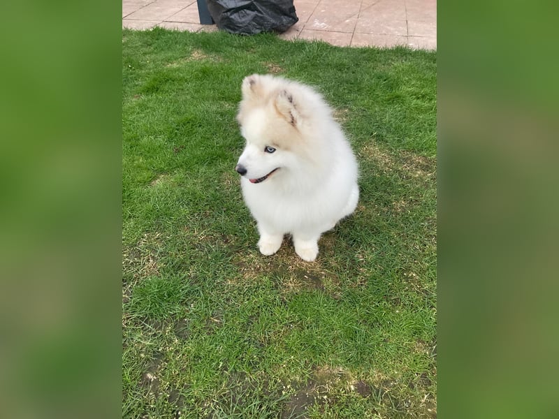 Pomsky Bruno sucht nette Freundin