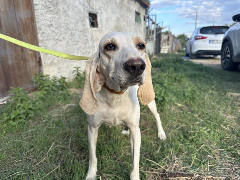 Fiona - eine leise Seele mit ganz großem Herz Fiona - eine leise Seele mit ganz großem Herz