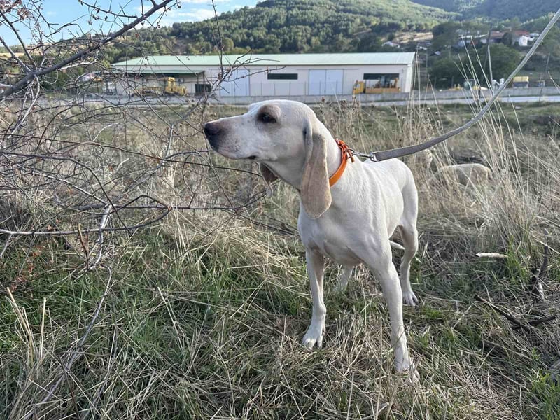 Fiona - eine leise Seele mit ganz großem Herz Fiona - eine leise Seele mit ganz großem Herz