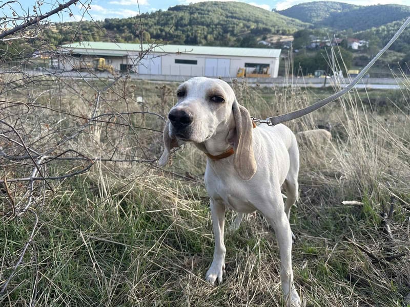 Fiona - eine leise Seele mit ganz großem Herz Fiona - eine leise Seele mit ganz großem Herz