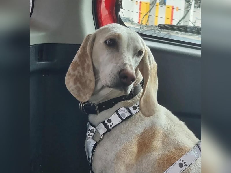 Alice – eine zarte Seele, die endlich ankommen möchte