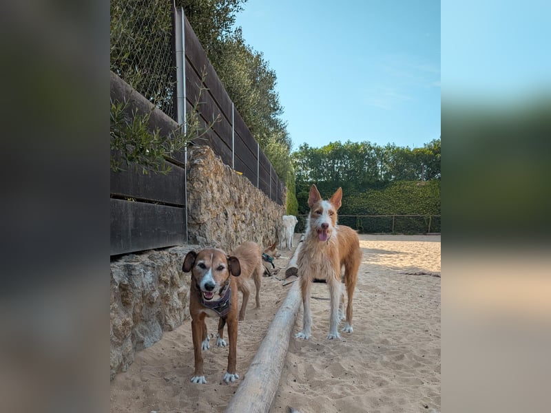 Sanfter Melman wartet auf unserem Tierschutzhof in Portugal!