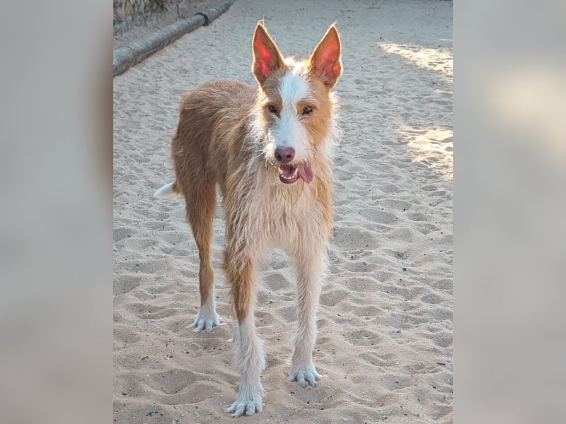Sanfter Melman wartet auf unserem Tierschutzhof in Portugal!