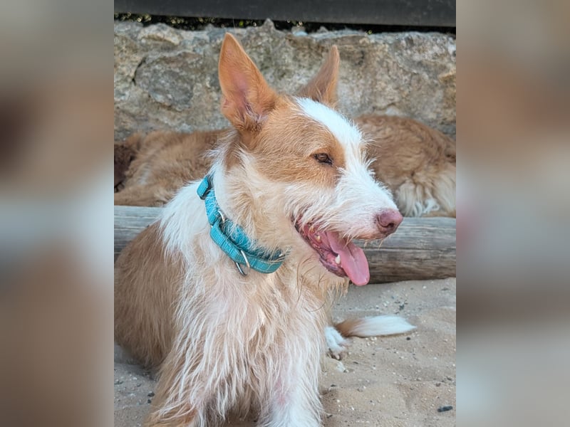Sanfter Melman wartet auf unserem Tierschutzhof in Portugal!