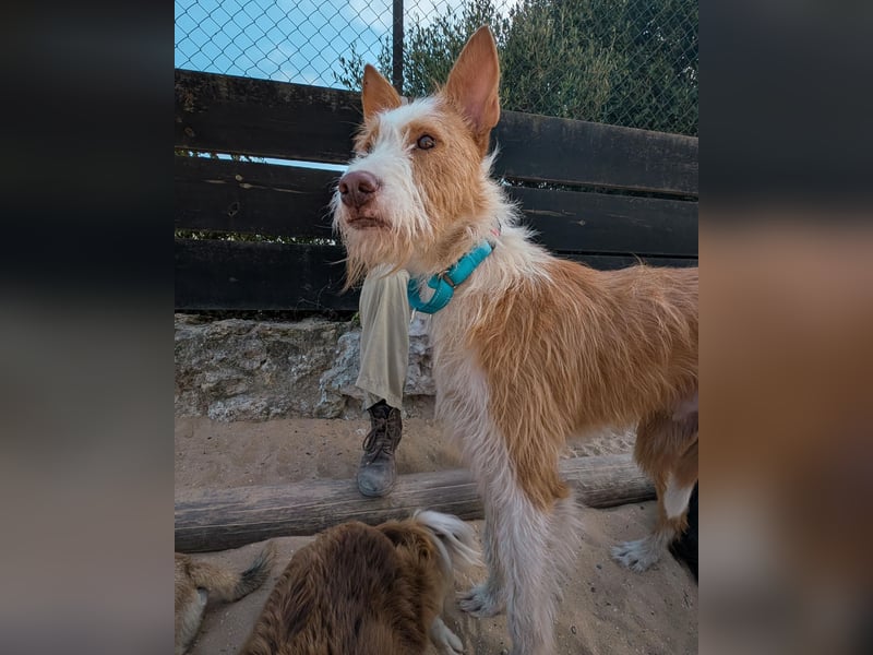 Sanfter Melman wartet auf unserem Tierschutzhof in Portugal!