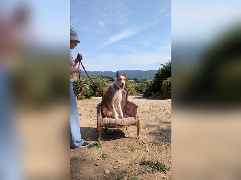 Sanfter Melman wartet auf unserem Tierschutzhof in Portugal!