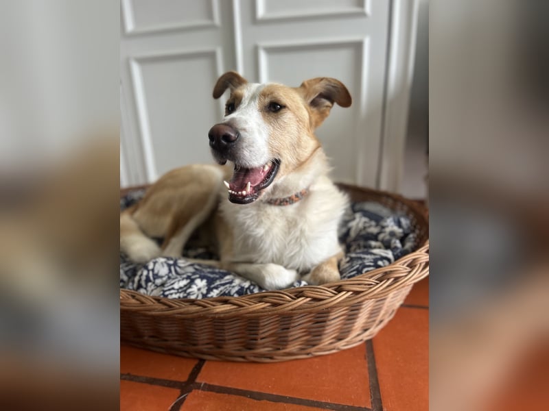 Menschenbezogener Juno wartet in Portugal auf unserem Tierschutzhof