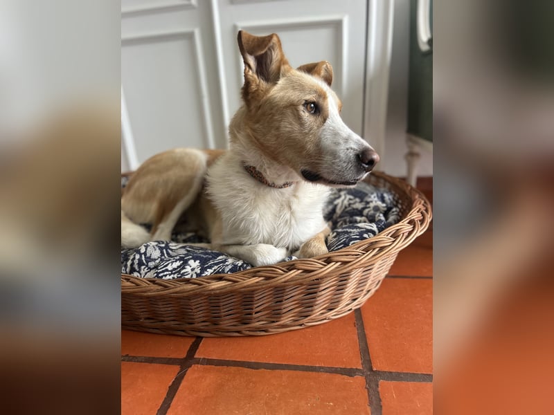 Menschenbezogener Juno wartet in Portugal auf unserem Tierschutzhof